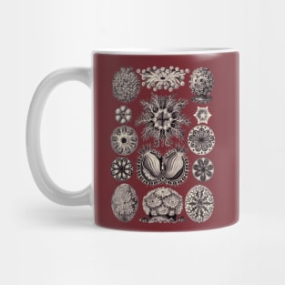 Ernst Haeckel Ascidiae Sea Squirts Aubergine Mug